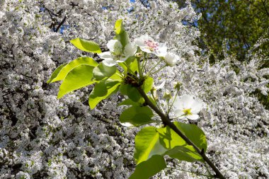 Bahar mevsiminde büyük beyaz çiçeklerle çiçek açan elma dalı (bahar arkaplanı beyaz çiçeklerle