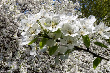 Bahar mevsiminde büyük beyaz çiçeklerle çiçek açan elma dalı (bahar arkaplanı beyaz çiçeklerle