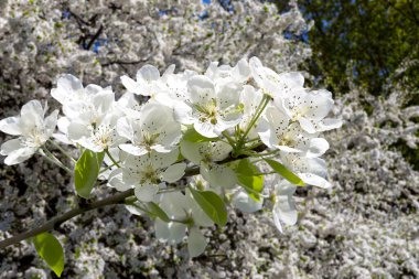 Bahar mevsiminde büyük beyaz çiçeklerle çiçek açan elma dalı (bahar arkaplanı beyaz çiçeklerle