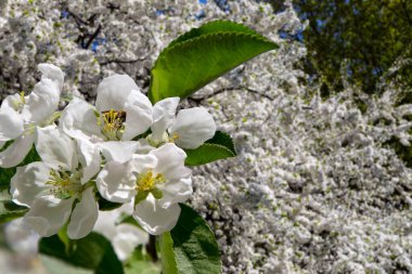 Bahar mevsiminde büyük beyaz çiçeklerle çiçek açan elma dalı (bahar arkaplanı beyaz çiçeklerle
