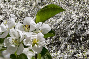 Bahar mevsiminde büyük beyaz çiçeklerle çiçek açan elma dalı (bahar arkaplanı beyaz çiçeklerle
