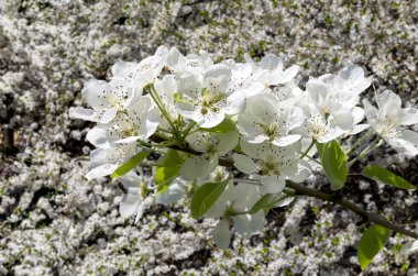 Bahar mevsiminde büyük beyaz çiçeklerle çiçek açan elma dalı (bahar arkaplanı beyaz çiçeklerle