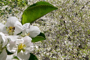 Bahar mevsiminde büyük beyaz çiçeklerle çiçek açan elma dalı (bahar arkaplanı beyaz çiçeklerle