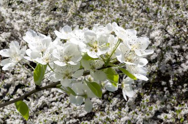 Bahar mevsiminde büyük beyaz çiçeklerle çiçek açan elma dalı (bahar arkaplanı beyaz çiçeklerle