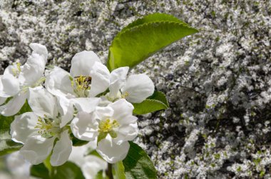 Bahar mevsiminde büyük beyaz çiçeklerle çiçek açan elma dalı (bahar arkaplanı beyaz çiçeklerle