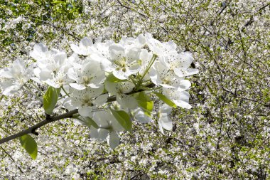 Bahar mevsiminde büyük beyaz çiçeklerle çiçek açan elma dalı (bahar arkaplanı beyaz çiçeklerle