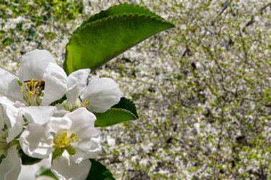 Bahar mevsiminde büyük beyaz çiçeklerle çiçek açan elma dalı (bahar arkaplanı beyaz çiçeklerle