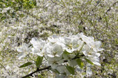 Bahar mevsiminde büyük beyaz çiçeklerle çiçek açan elma dalı (bahar arkaplanı beyaz çiçeklerle