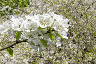 Bahar mevsiminde büyük beyaz çiçeklerle çiçek açan elma dalı (bahar arkaplanı beyaz çiçeklerle