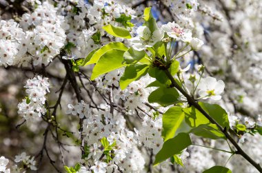 Bahar mevsiminde büyük beyaz çiçeklerle çiçek açan elma dalı (bahar arkaplanı beyaz çiçeklerle