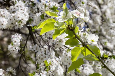 Bahar mevsiminde büyük beyaz çiçeklerle çiçek açan elma dalı (bahar arkaplanı beyaz çiçeklerle