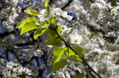 Bahar mevsiminde büyük beyaz çiçeklerle çiçek açan elma dalı (bahar arkaplanı beyaz çiçeklerle