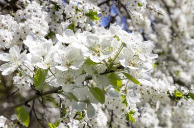 Bahar mevsiminde büyük beyaz çiçeklerle çiçek açan elma dalı (bahar arkaplanı beyaz çiçeklerle