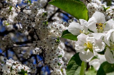 Bahar mevsiminde büyük beyaz çiçeklerle çiçek açan elma dalı (bahar arkaplanı beyaz çiçeklerle