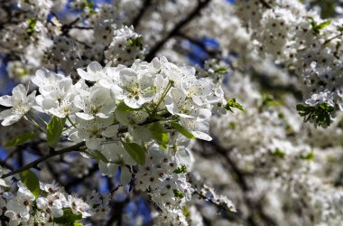 Bahar mevsiminde büyük beyaz çiçeklerle çiçek açan elma dalı (bahar arkaplanı beyaz çiçeklerle