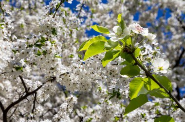 Bahar mevsiminde büyük beyaz çiçeklerle çiçek açan elma dalı (bahar arkaplanı beyaz çiçeklerle