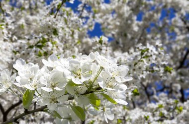 Bahar mevsiminde büyük beyaz çiçeklerle çiçek açan elma dalı (bahar arkaplanı beyaz çiçeklerle