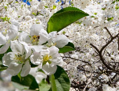 Bahar mevsiminde büyük beyaz çiçeklerle çiçek açan elma dalı (bahar arkaplanı beyaz çiçeklerle
