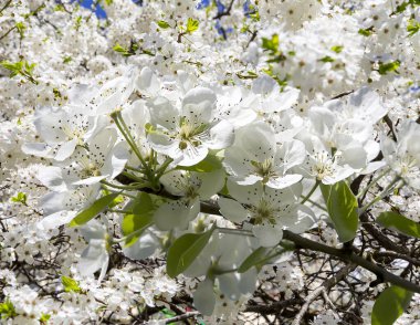 Bahar mevsiminde büyük beyaz çiçeklerle çiçek açan elma dalı (bahar arkaplanı beyaz çiçeklerle