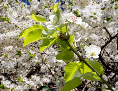 Bahar mevsiminde büyük beyaz çiçeklerle çiçek açan elma dalı (bahar arkaplanı beyaz çiçeklerle