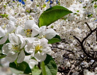 Bahar mevsiminde büyük beyaz çiçeklerle çiçek açan elma dalı (bahar arkaplanı beyaz çiçeklerle