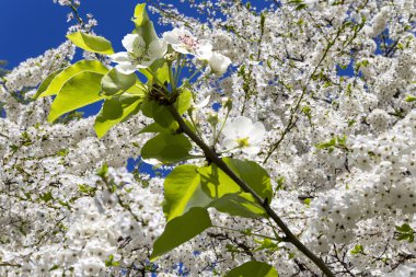 Bahar mevsiminde büyük beyaz çiçeklerle çiçek açan elma dalı (bahar arkaplanı beyaz çiçeklerle