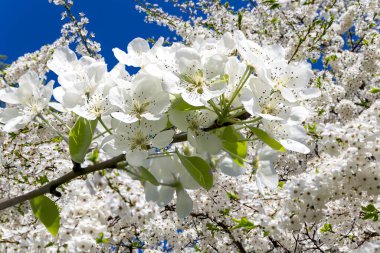 Bahar mevsiminde büyük beyaz çiçeklerle çiçek açan elma dalı (bahar arkaplanı beyaz çiçeklerle