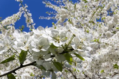 Bahar mevsiminde büyük beyaz çiçeklerle çiçek açan elma dalı (bahar arkaplanı beyaz çiçeklerle