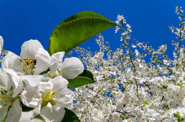 Bahar mevsiminde büyük beyaz çiçeklerle çiçek açan elma dalı (bahar arkaplanı beyaz çiçeklerle