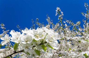 Bahar mevsiminde büyük beyaz çiçeklerle çiçek açan elma dalı (bahar arkaplanı beyaz çiçeklerle