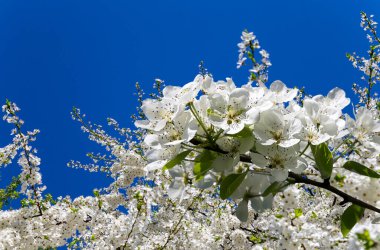 Bahar mevsiminde büyük beyaz çiçeklerle çiçek açan elma dalı (bahar arkaplanı beyaz çiçeklerle
