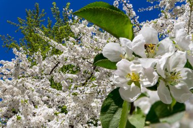 Bahar mevsiminde büyük beyaz çiçeklerle çiçek açan elma dalı (bahar arkaplanı beyaz çiçeklerle