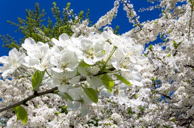 Bahar mevsiminde büyük beyaz çiçeklerle çiçek açan elma dalı (bahar arkaplanı beyaz çiçeklerle