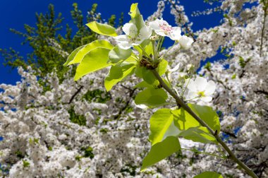 Bahar mevsiminde büyük beyaz çiçeklerle çiçek açan elma dalı (bahar arkaplanı beyaz çiçeklerle