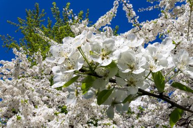 Bahar mevsiminde büyük beyaz çiçeklerle çiçek açan elma dalı (bahar arkaplanı beyaz çiçeklerle