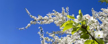 Bahar mevsiminde büyük beyaz çiçeklerle çiçek açan elma dalı (bahar arkaplanı beyaz çiçeklerle