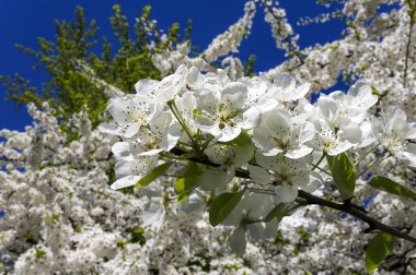 Bahar mevsiminde büyük beyaz çiçeklerle çiçek açan elma dalı (bahar arkaplanı beyaz çiçeklerle