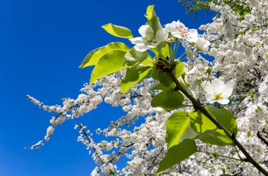 Bahar mevsiminde büyük beyaz çiçeklerle çiçek açan elma dalı (bahar arkaplanı beyaz çiçeklerle