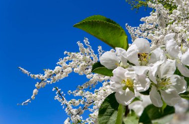 Bahar mevsiminde büyük beyaz çiçeklerle çiçek açan elma dalı (bahar arkaplanı beyaz çiçeklerle
