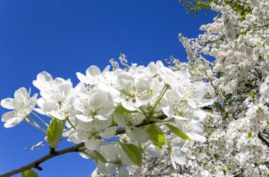 Bahar mevsiminde büyük beyaz çiçeklerle çiçek açan elma dalı (bahar arkaplanı beyaz çiçeklerle