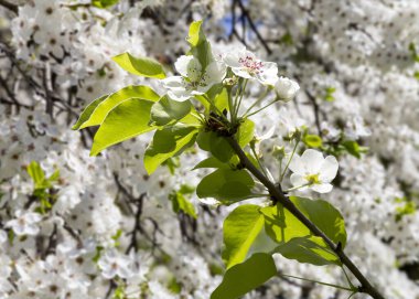 Bahar mevsiminde büyük beyaz çiçeklerle çiçek açan elma dalı (bahar arkaplanı beyaz çiçeklerle