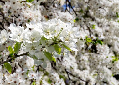 Bahar mevsiminde büyük beyaz çiçeklerle çiçek açan elma dalı (bahar arkaplanı beyaz çiçeklerle