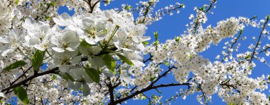 Bahar mevsiminde büyük beyaz çiçeklerle çiçek açan elma dalı (bahar arkaplanı beyaz çiçeklerle