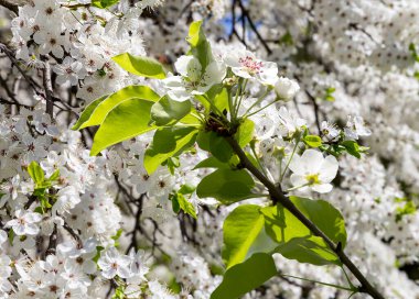 Bahar mevsiminde büyük beyaz çiçeklerle çiçek açan elma dalı (bahar arkaplanı beyaz çiçeklerle
