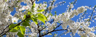 Bahar mevsiminde büyük beyaz çiçeklerle çiçek açan elma dalı (bahar arkaplanı beyaz çiçeklerle