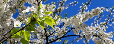 Bahar mevsiminde büyük beyaz çiçeklerle çiçek açan elma dalı (bahar arkaplanı beyaz çiçeklerle
