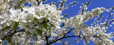 Bahar mevsiminde büyük beyaz çiçeklerle çiçek açan elma dalı (bahar arkaplanı beyaz çiçeklerle