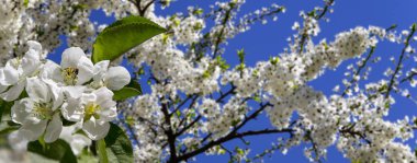 Bahar mevsiminde büyük beyaz çiçeklerle çiçek açan elma dalı (bahar arkaplanı beyaz çiçeklerle