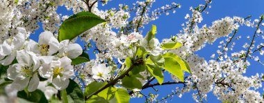 Bahar mevsiminde büyük beyaz çiçeklerle çiçek açan elma dalı (bahar arkaplanı beyaz çiçeklerle
