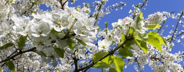 Bahar mevsiminde büyük beyaz çiçeklerle çiçek açan elma dalı (bahar arkaplanı beyaz çiçeklerle